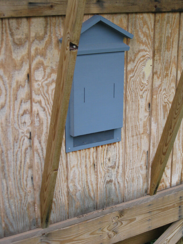 Bats in the Window News, Sports, Jobs Times Observer